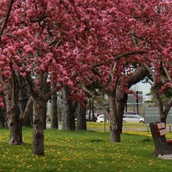 Trees blossoming on a spring day at Trent's Symons campus