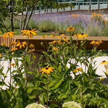 Flowers in bloom during summer months on Trent's Symons Campus