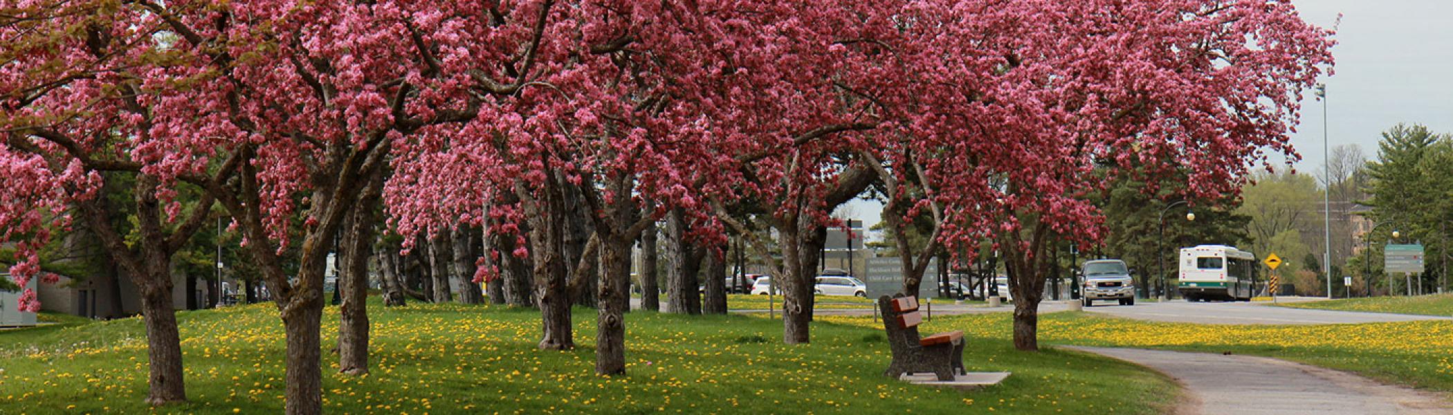 Trees blossoming on a spring day at Trent's Symons campus