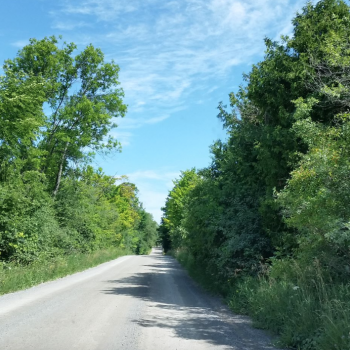 Road with trees on both side 