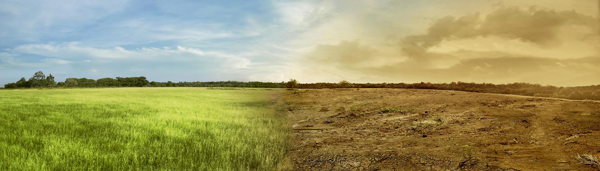 Landscape image of a green healthy field merged in the centre with a dry unhealthy field. 