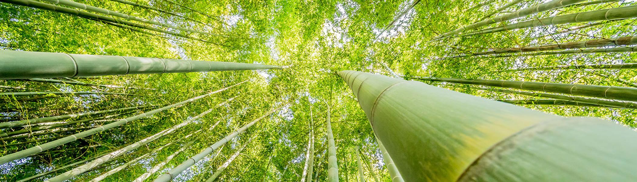 Green bamboo shoots reaching to the sky