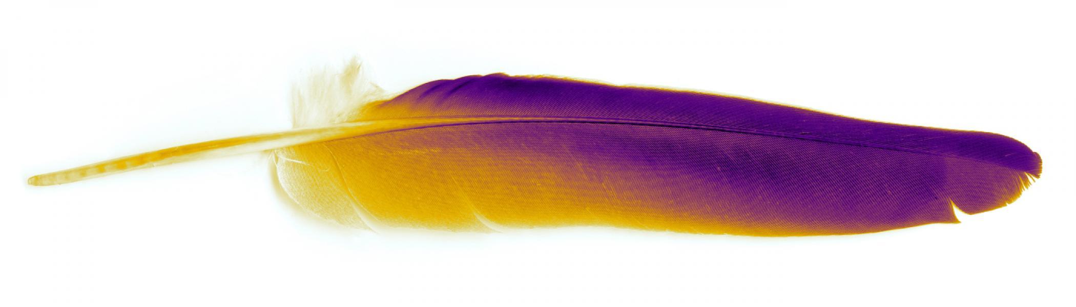 A picture of a feather