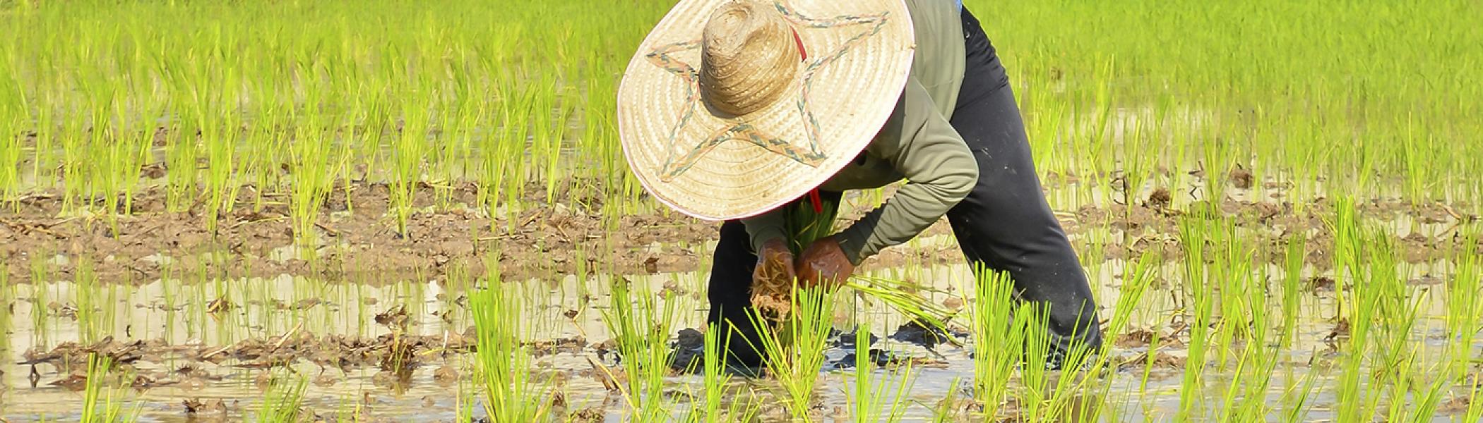 A farmer bent over in a rice field with a big straw hat on
