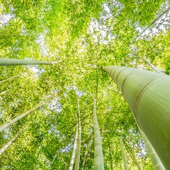 Green bamboo shoots reaching to the sky
