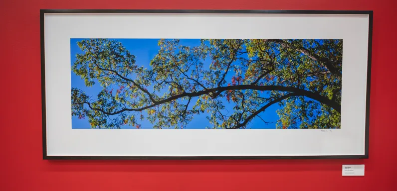 Bondar, Roberta White Oak.jpg