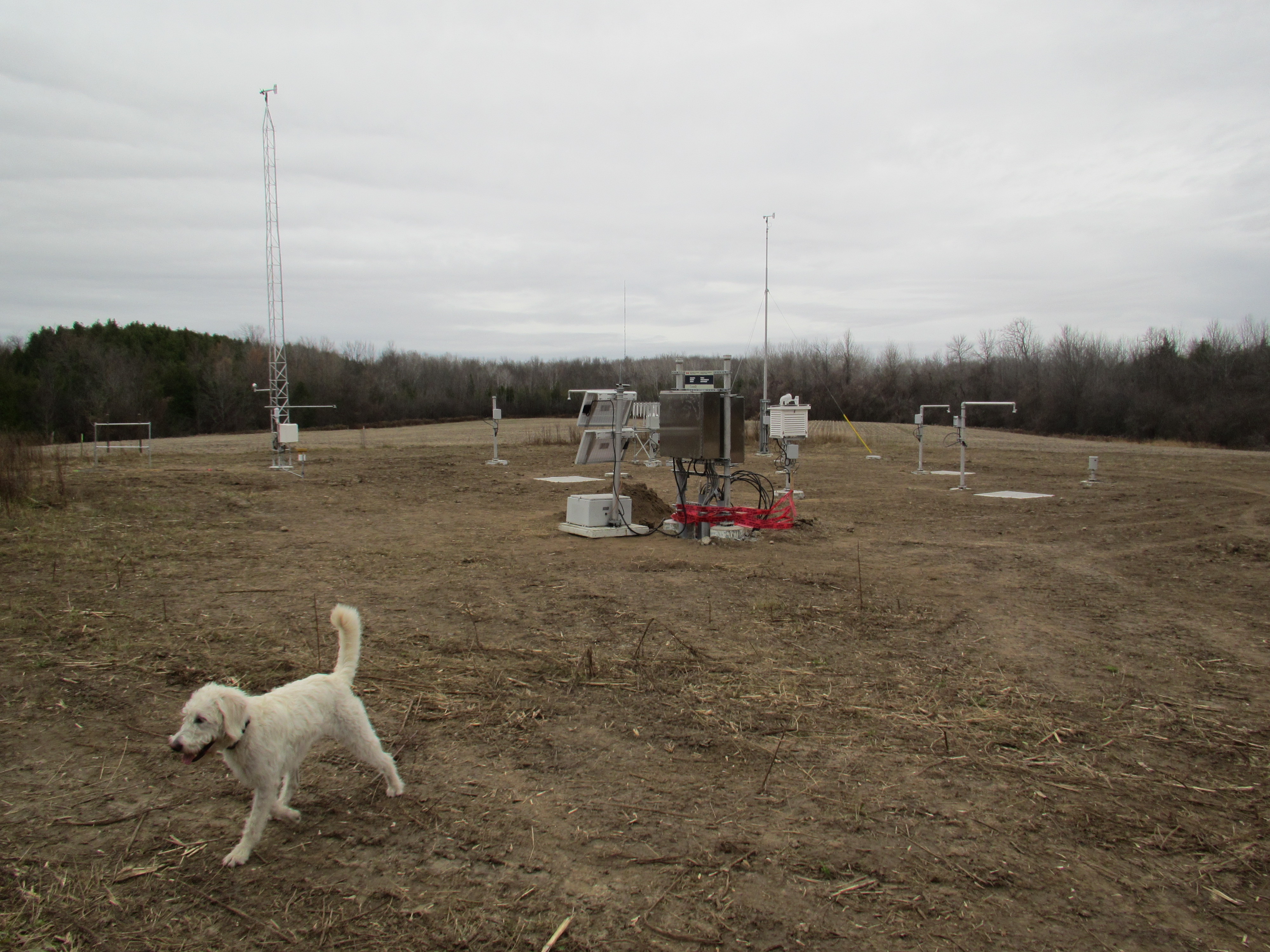 white dog on brown dirt field; brown trees against grey sky; white tower and red and white mechanical equipment