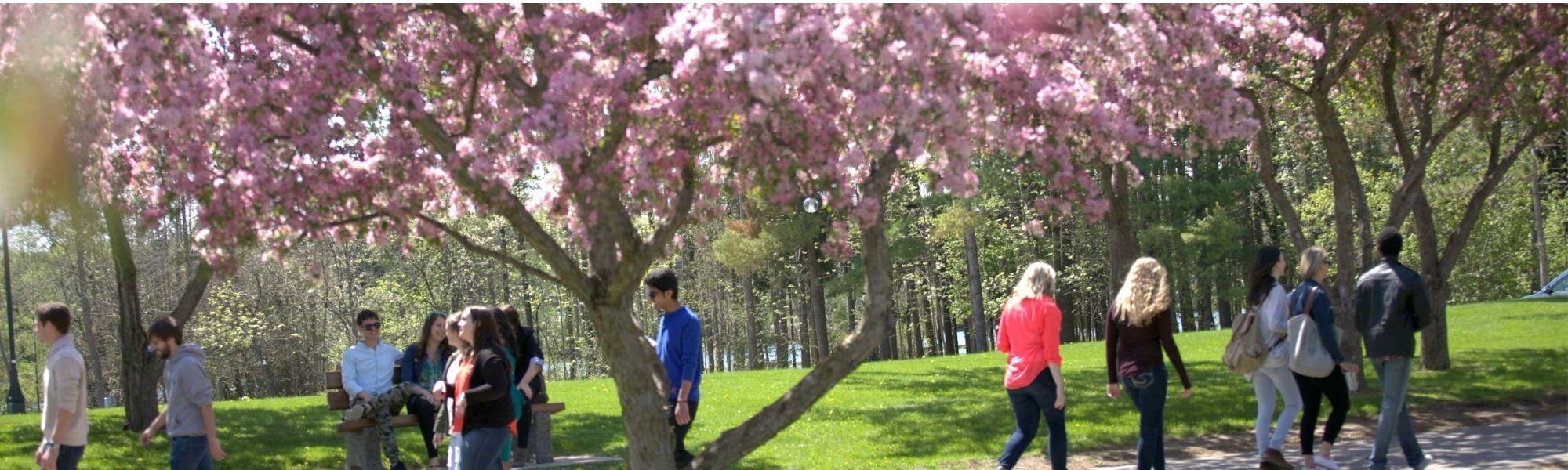 Spring blossoms on campus with students walking