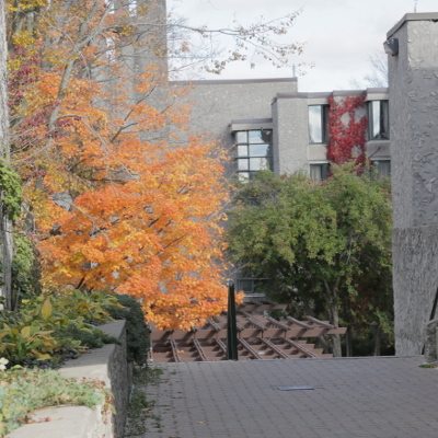 The Trellises in fall with tree's and other plants hanging above