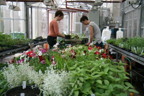 Students at work in one of Trent's many on-campus gardens.