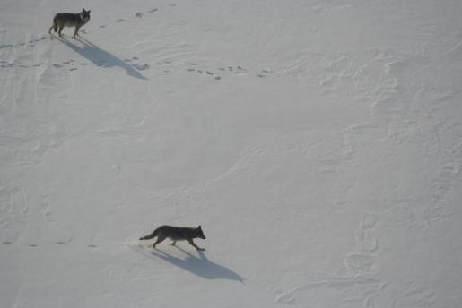 Ph.D. student John Benson's research subjects on a frozen lake in Algonquin during a tracking flight