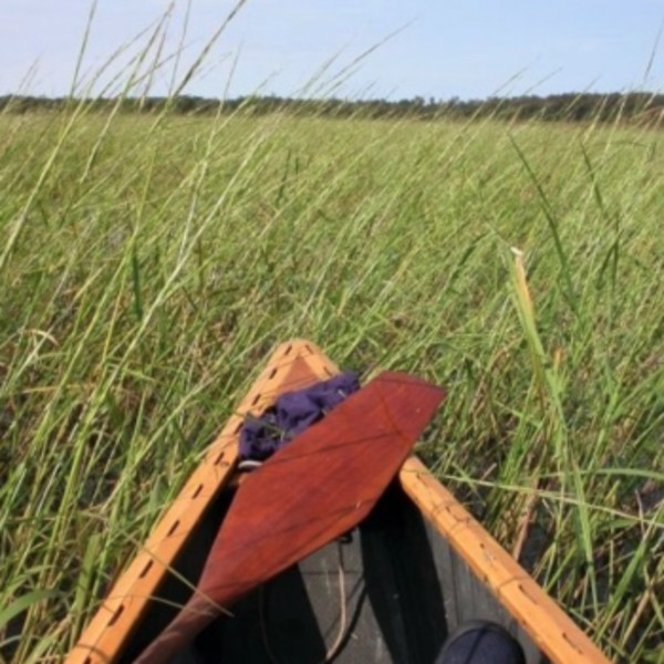 A canoe moving through marshland