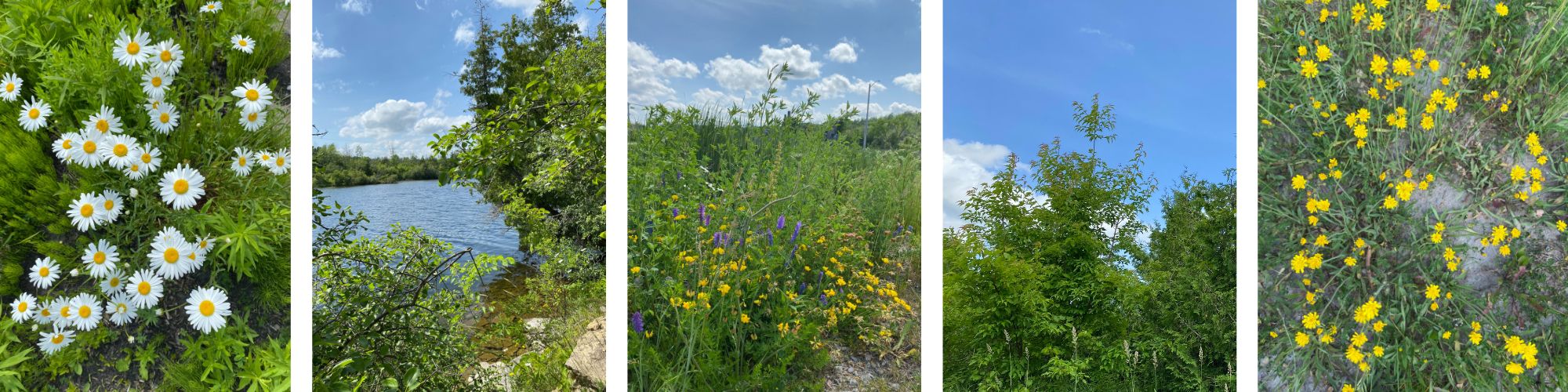 images of nature: yellow flowers, water and rocks and trees, daisies