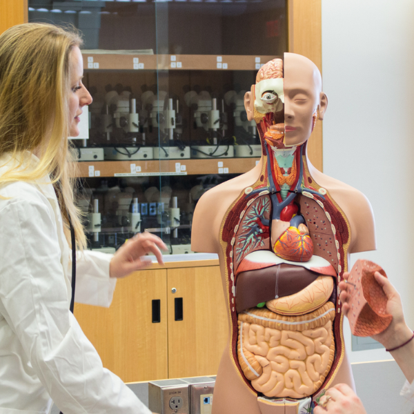 A student reviews a replica plastic human body