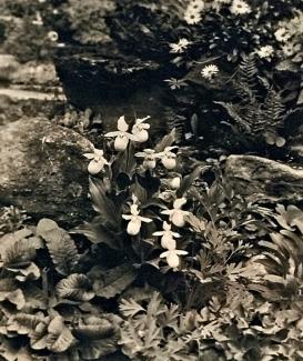 Black and white photo of wild orchids surrounded by other plants