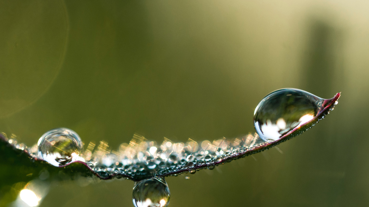 Droplets of water on a plant.