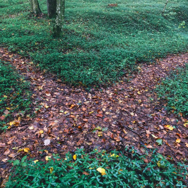 A graphic of flowers on a forest floor