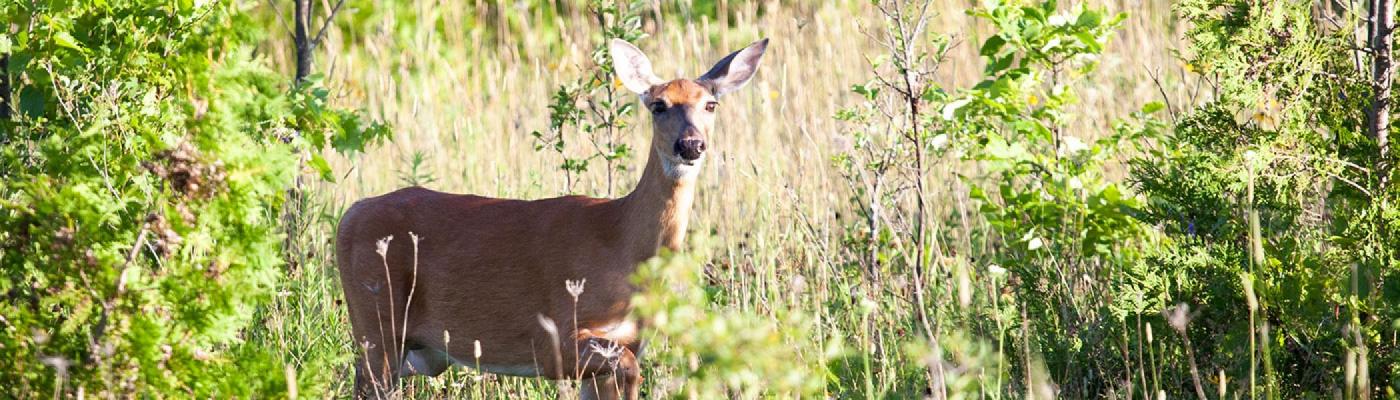 image of a deer staring into the bush in Trent's nature areas