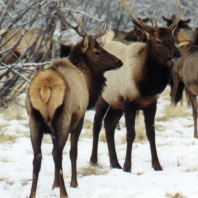 Elk herd