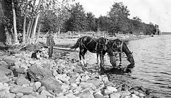 James Maclean Oliver with a horse drinking