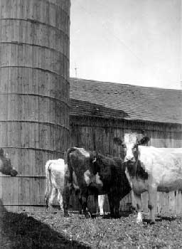 barn silo and cows