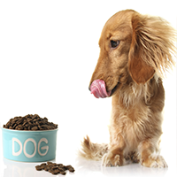 dog looking at food, salivating