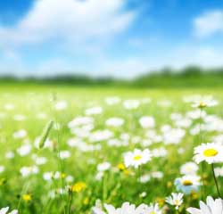flowers in a field representing fresh air
