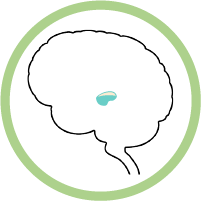 Thalamus modal icon