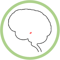 Amygdala modal icon