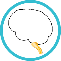 Medulla modal icon