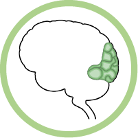 occipital lobe icon