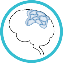 parietal lobe modal icon