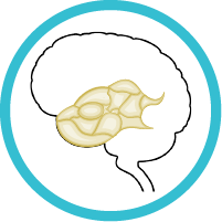 temporal lobe modal icon
