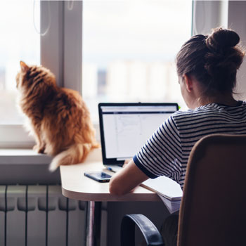 Cat looking out the window as student works on laptop