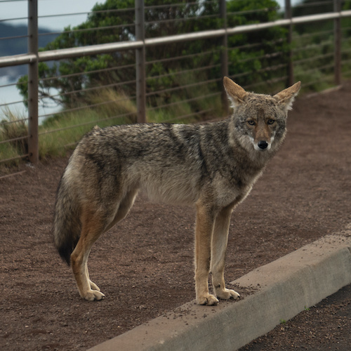 A coyote standing at the side of a road.