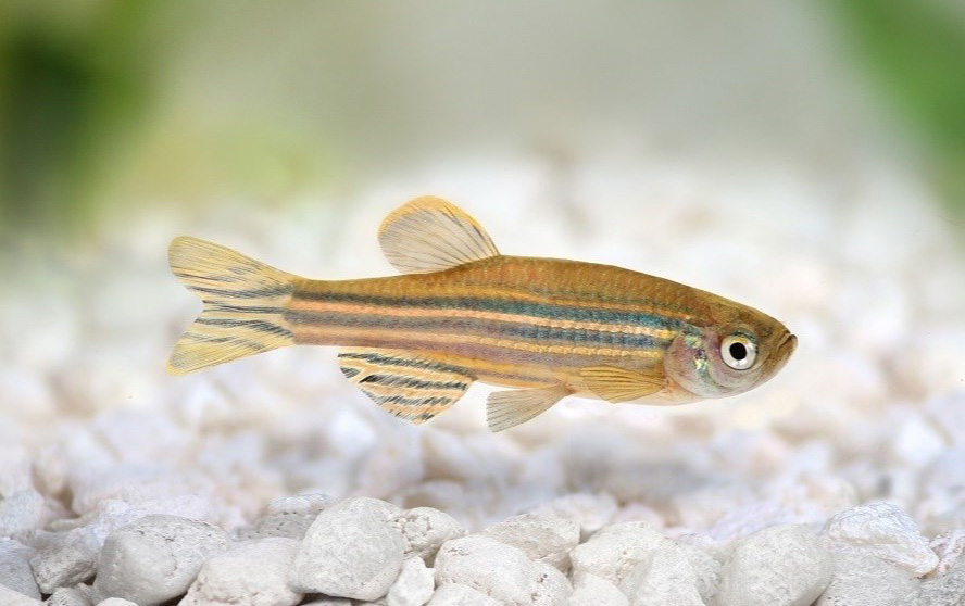 Zebrafish