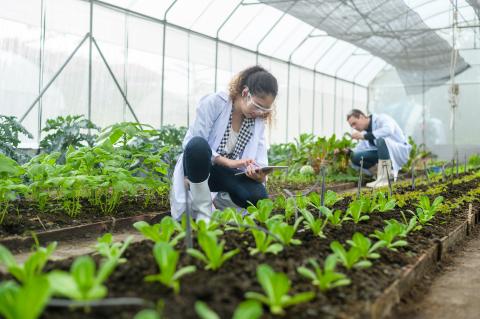 Research in Greenhouse