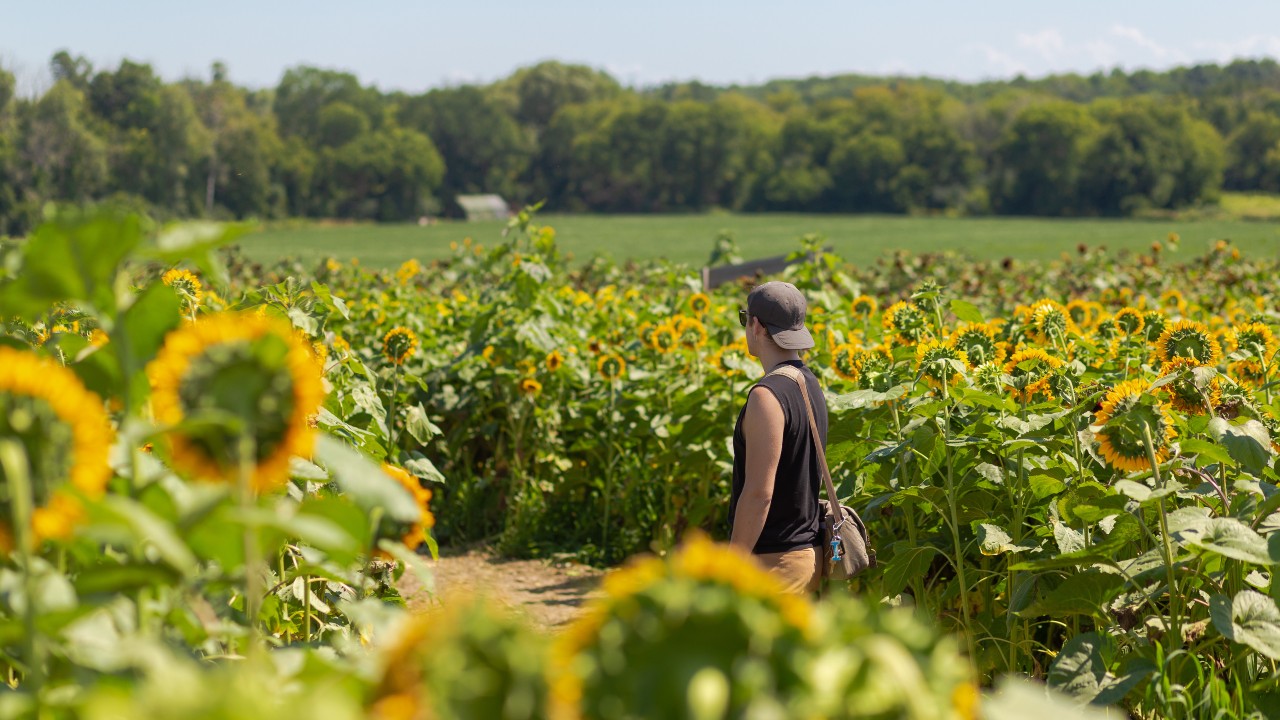 A student walking through a sunflower field