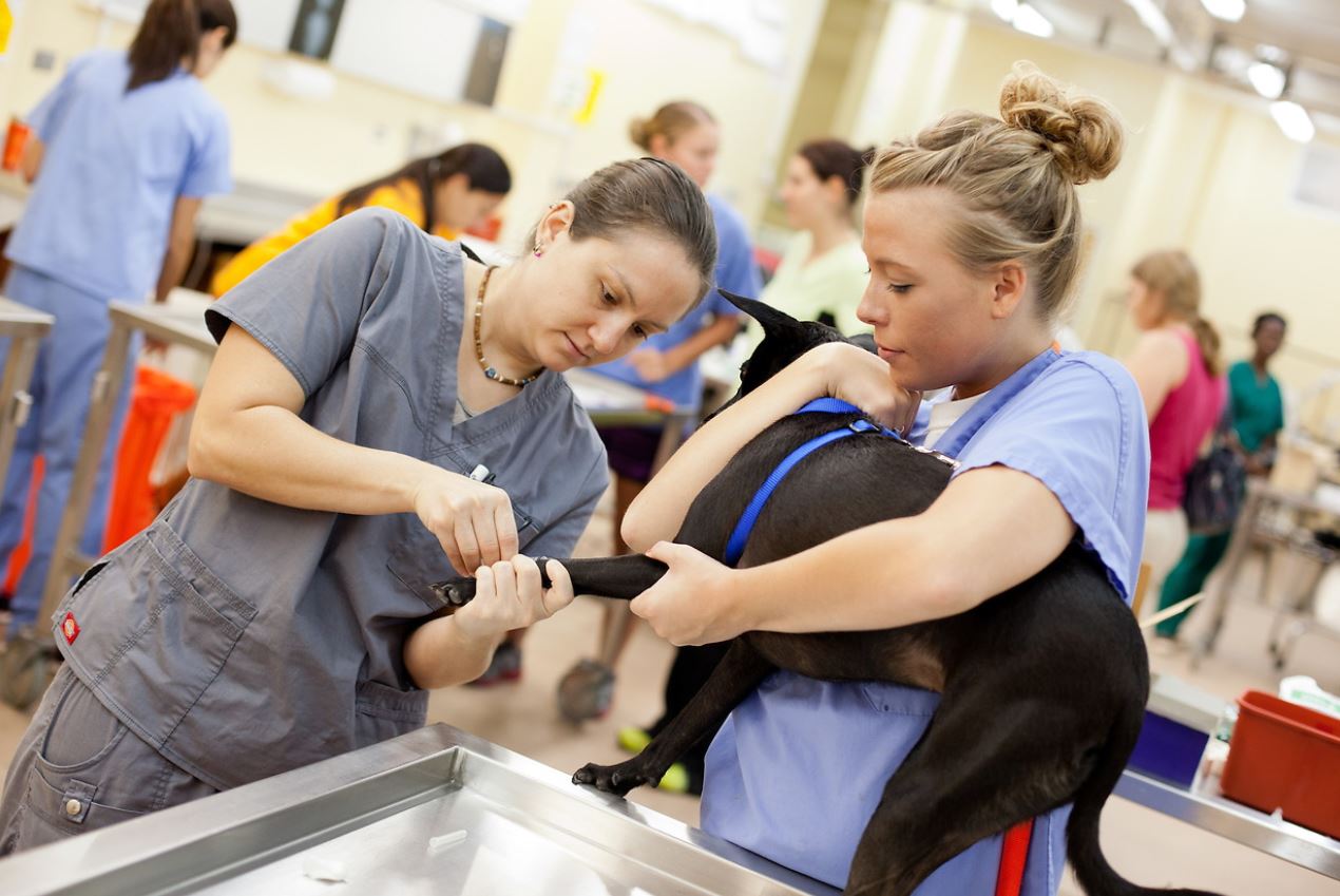 Veterinary student in clinic with dog.
