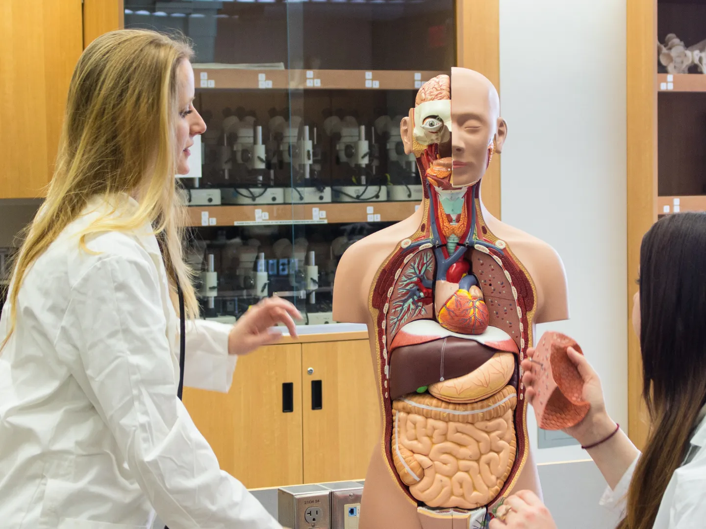 Students using anatomical torso model in lab