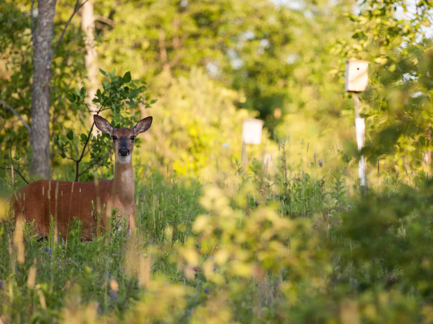 Deer on Trent Lands