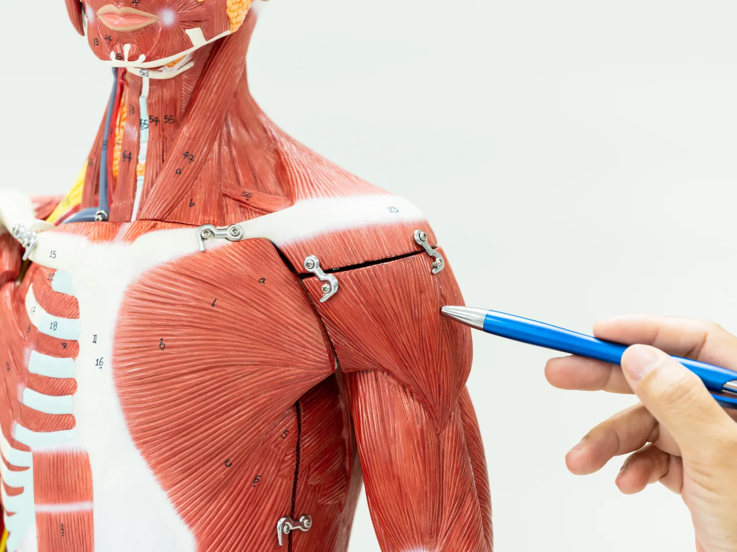 Muscular anatomy model, person point with pen at specific muscle.