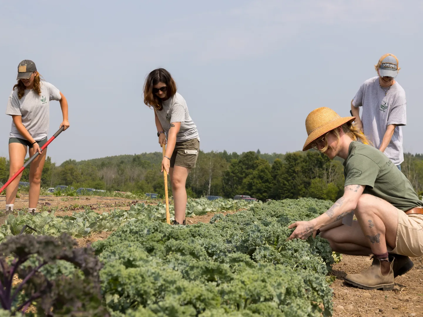 Students working on crops at Trent University's research farm.