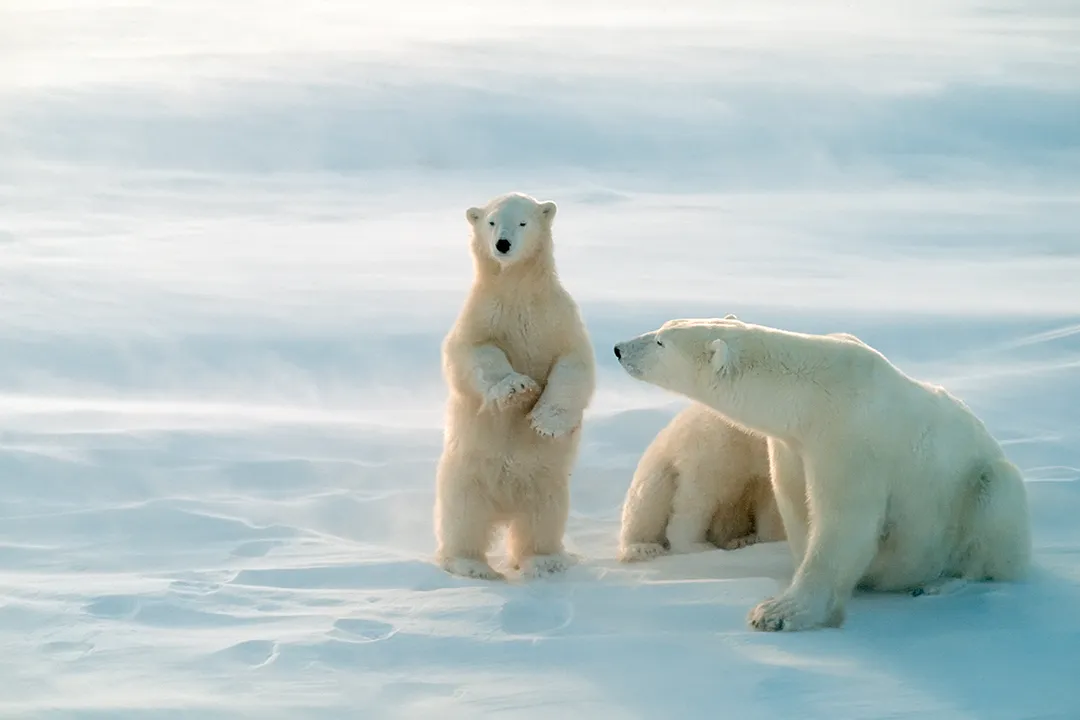 Polar bears on ice