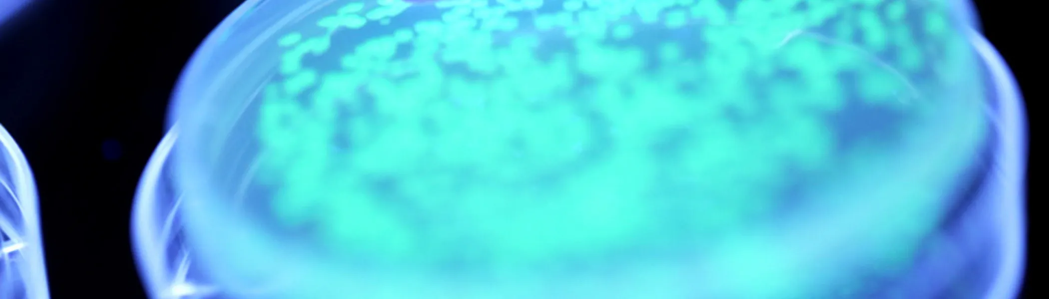 Petri dish that is full of cultured cells of bacteria, that is glowing in the dark.