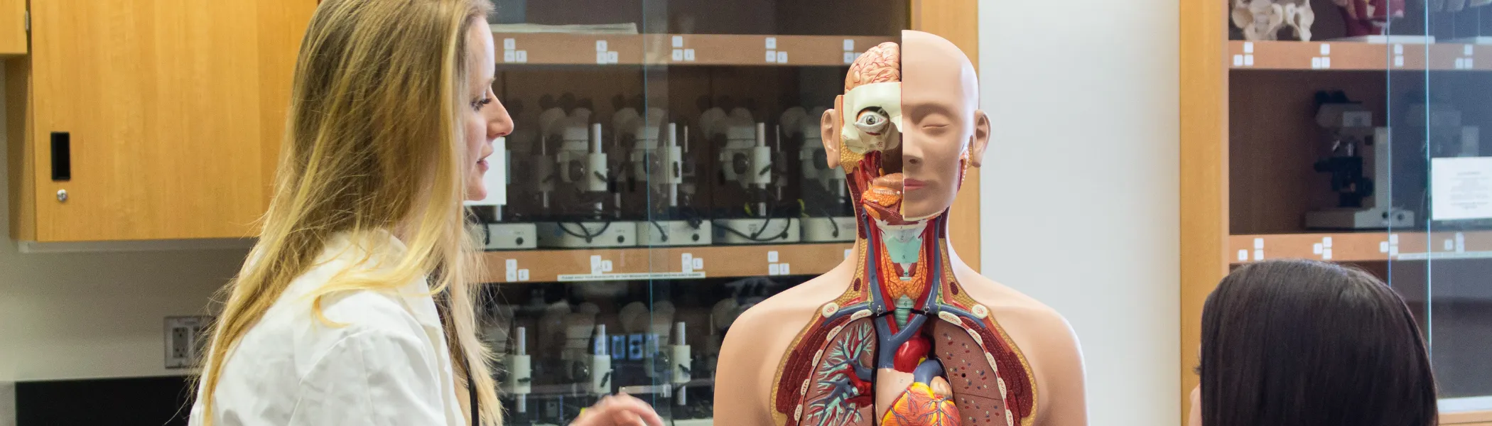 Trent University student in lab using an anatomy model.