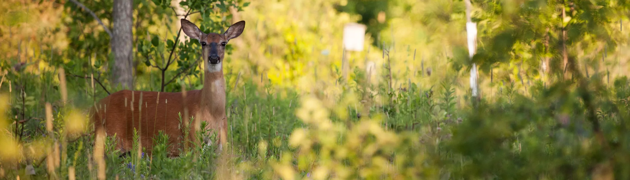 Deer in the forest, looking at the camera.