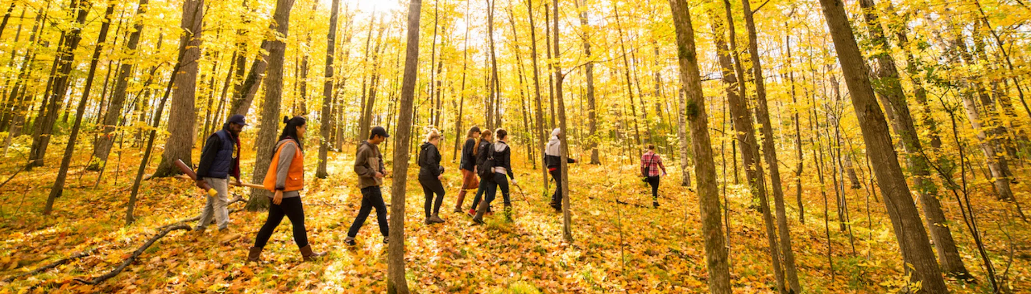 Trent University students walking through forest, on their way to do research.