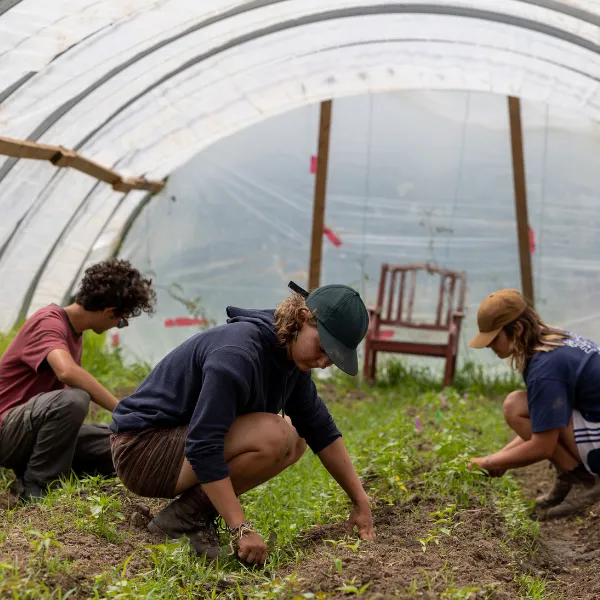 Three Trent University students working in a garden.