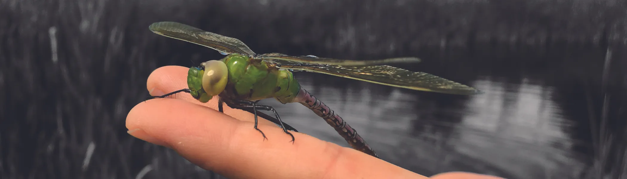 Image of a dragonfly on someones hand.